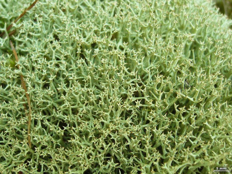 Cladonia uncialis
