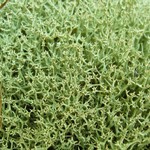 Cladonia uncialis