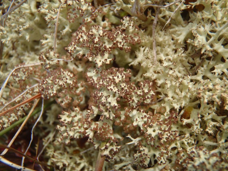 Cladonia uncialis