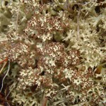 Cladonia uncialis