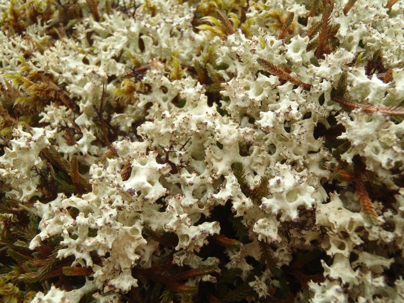 Cladonia uncialis
