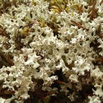 Cladonia uncialis