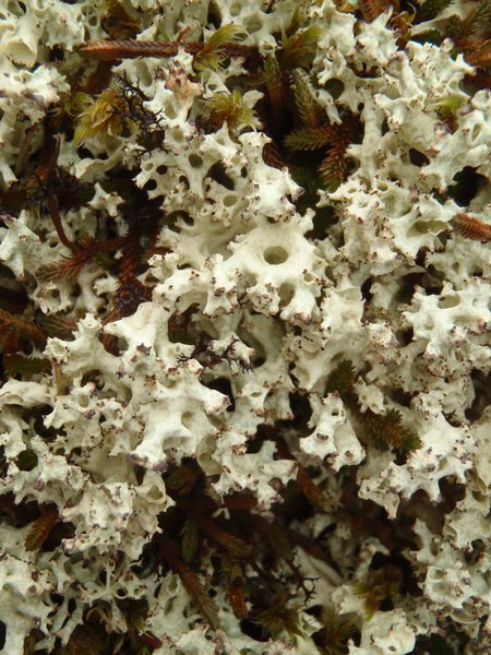 Cladonia uncialis