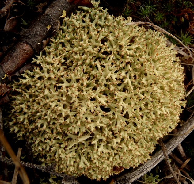 Cladonia uncialis