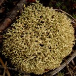 Cladonia uncialis