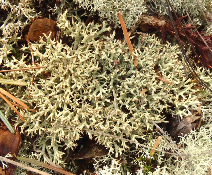 Cladonia uncialis