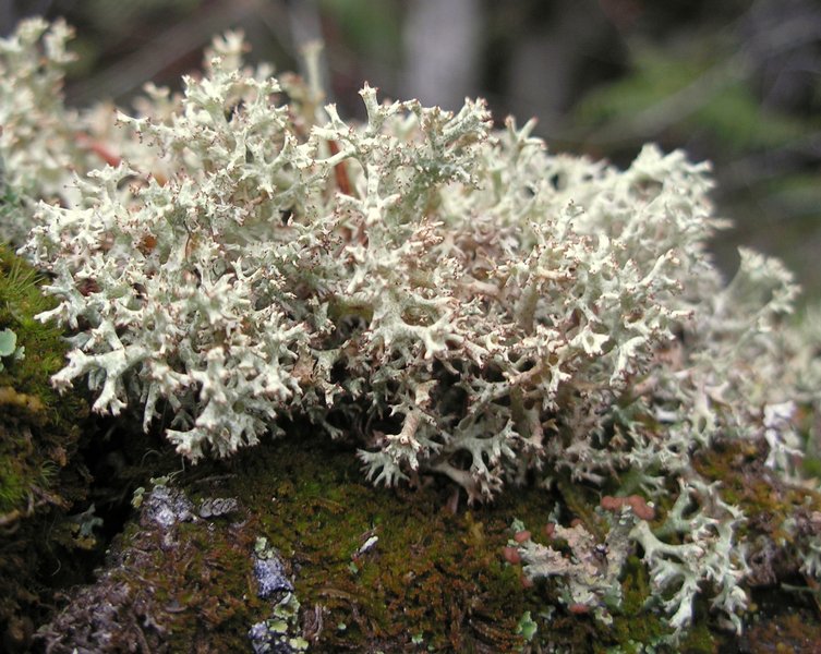 Cladonia uncialis