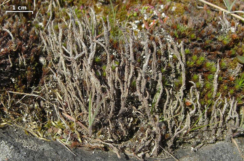 Cladonia verruculosa