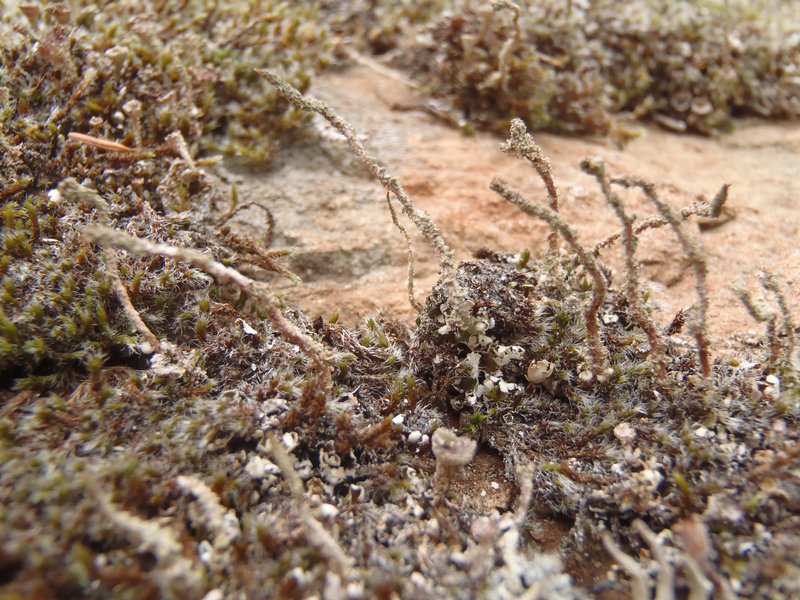 Cladonia verruculosa