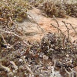 Cladonia verruculosa