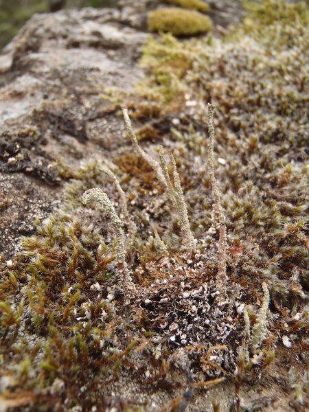 Cladonia verruculosa