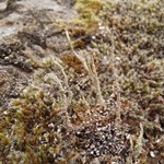 Cladonia verruculosa