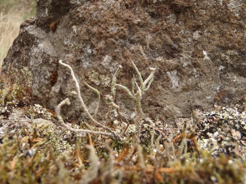 Cladonia verruculosa