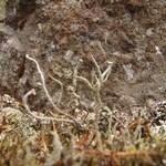 Cladonia verruculosa