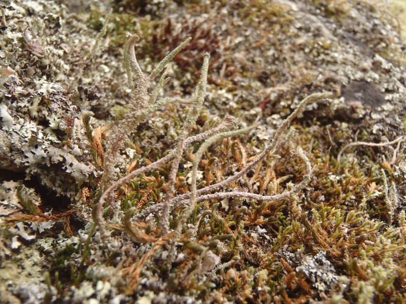 Cladonia verruculosa