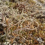 Cladonia verruculosa