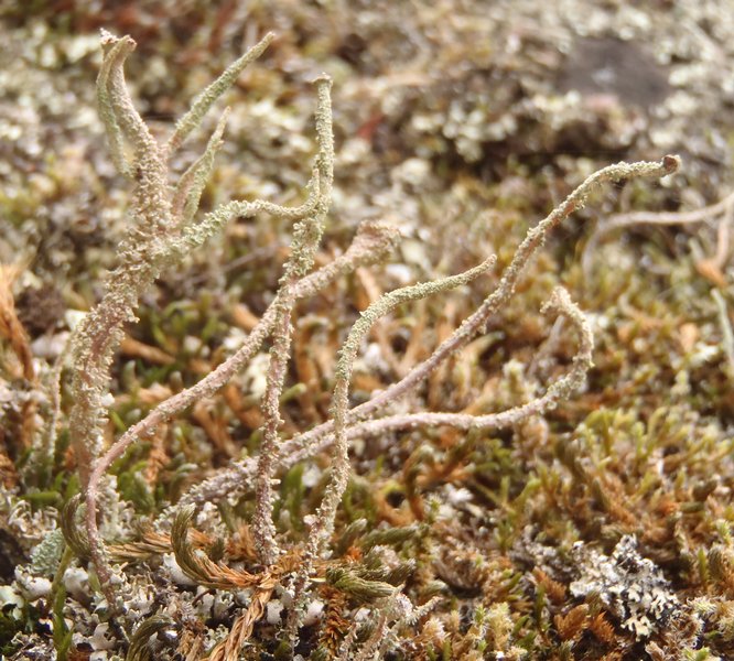 Cladonia verruculosa