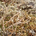 Cladonia verruculosa