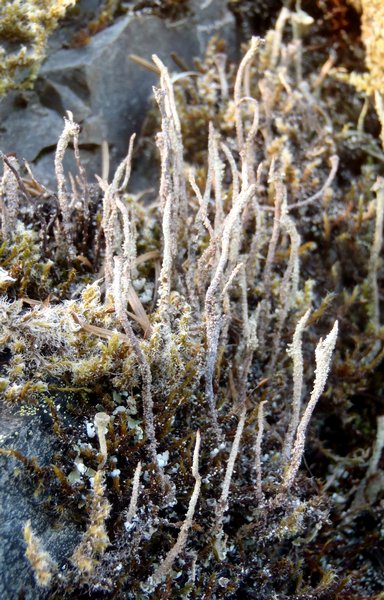 Cladonia verruculosa