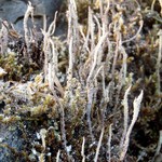 Cladonia verruculosa