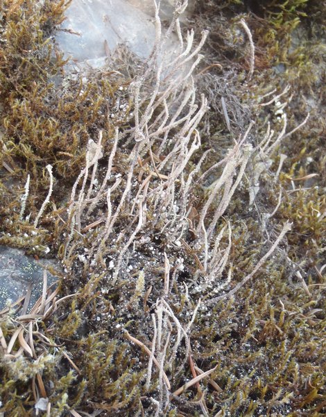 Cladonia verruculosa