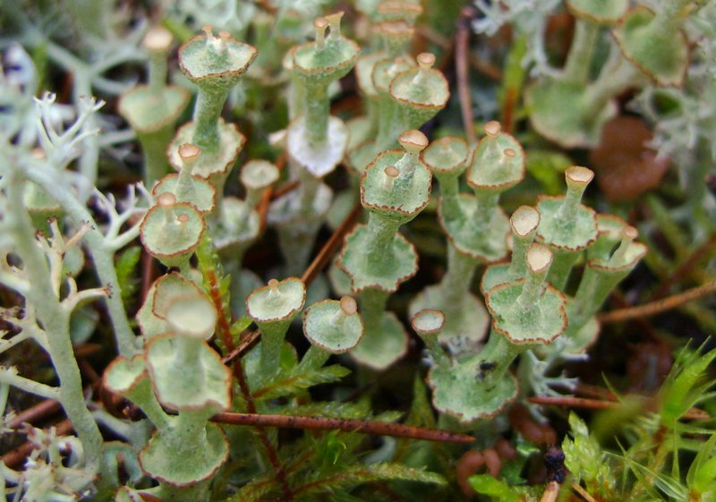 Cladonia cervicornis ssp. verticillata