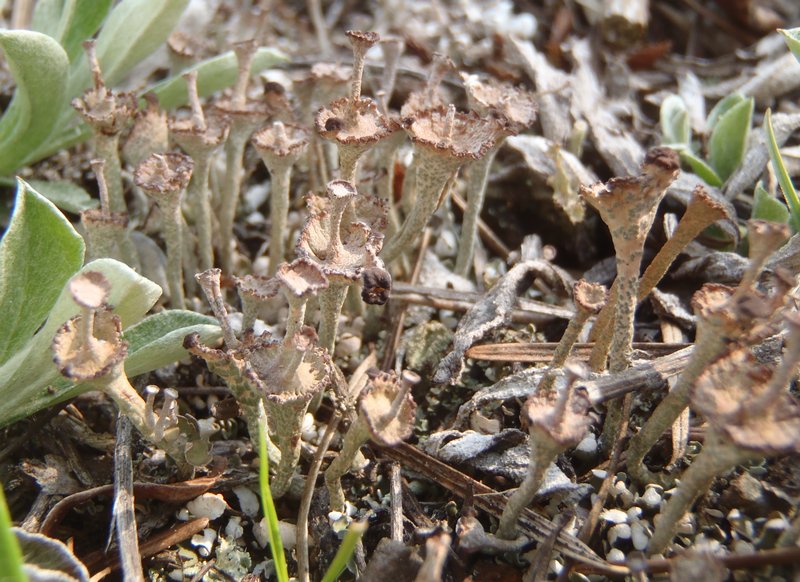 Cladonia cervicornis ssp. verticillata