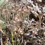 Cladonia cervicornis ssp. verticillata