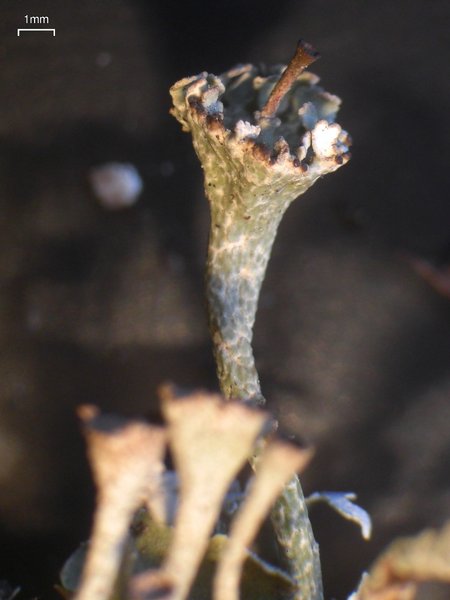 Cladonia cervicornis ssp. verticillata