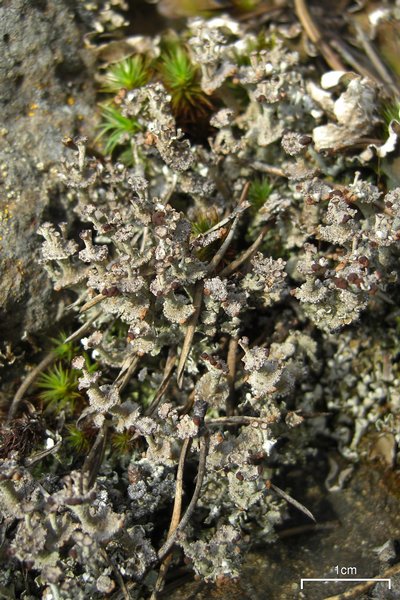 Cladonia cervicornis ssp. verticillata