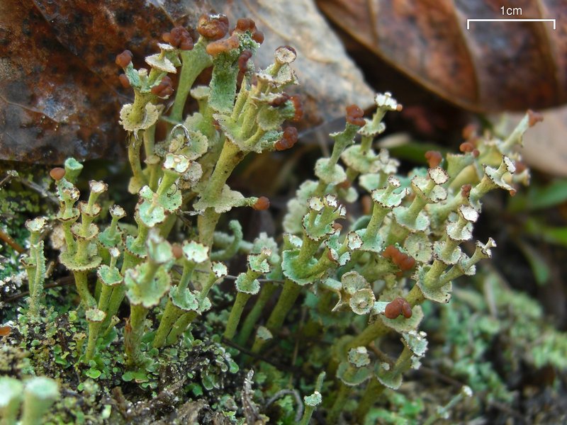 Cladonia cervicornis ssp. verticillata