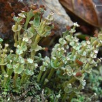 Cladonia cervicornis ssp. verticillata