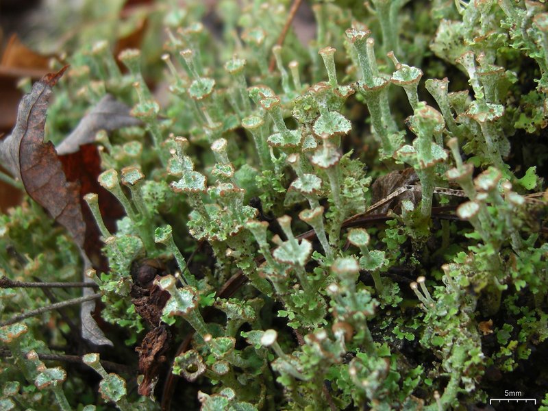 Cladonia cervicornis ssp. verticillata