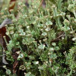 Cladonia cervicornis ssp. verticillata