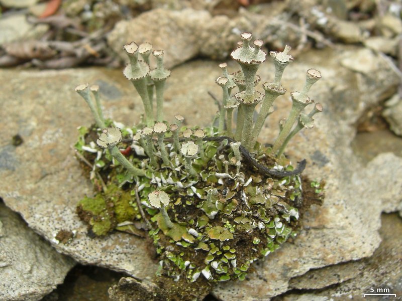 Cladonia cervicornis ssp. verticillata