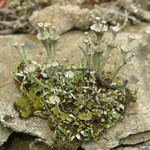 Cladonia cervicornis ssp. verticillata