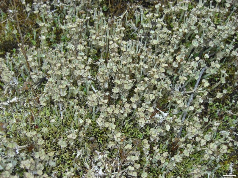 Cladonia cervicornis ssp. verticillata