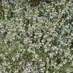 Cladonia cervicornis ssp. verticillata