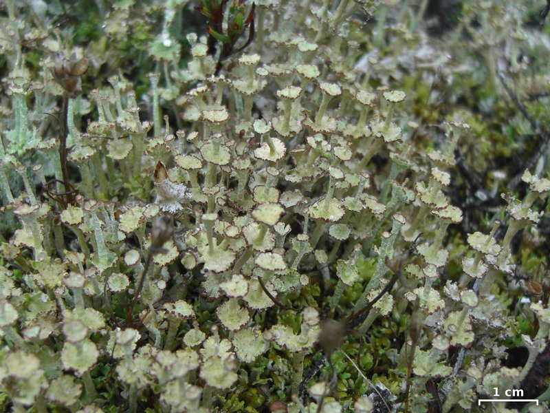 Cladonia cervicornis ssp. verticillata