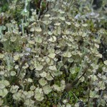 Cladonia cervicornis ssp. verticillata