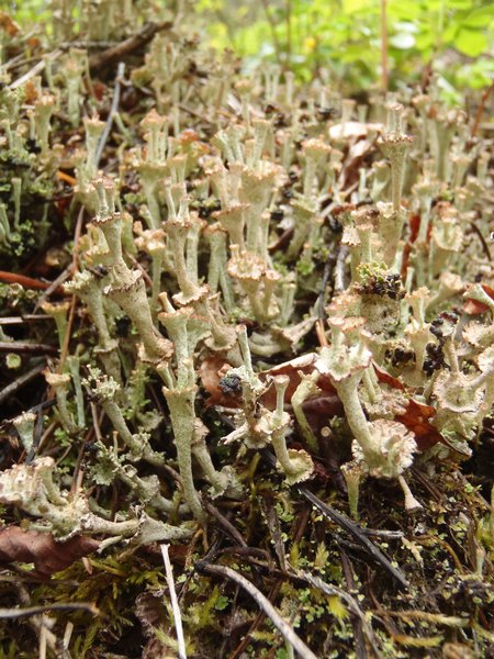 Cladonia cervicornis ssp. verticillata