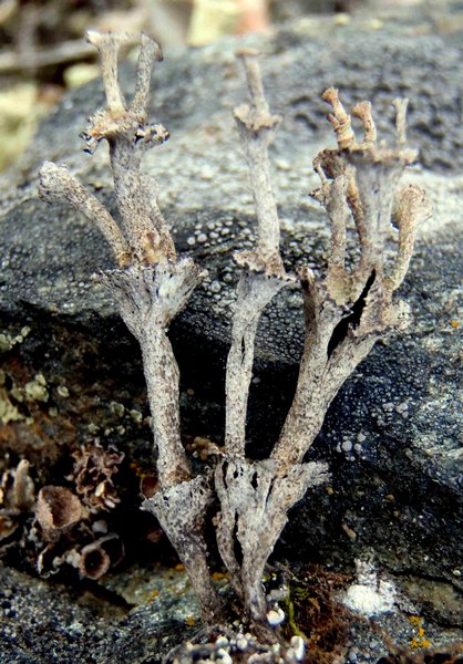 Cladonia cervicornis ssp. verticillata