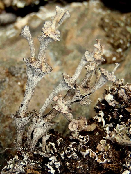 Cladonia cervicornis ssp. verticillata