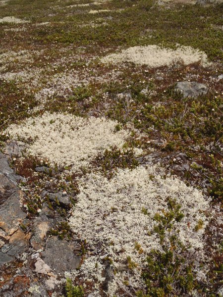 Cladonia wainioi