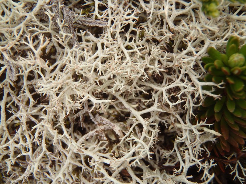 Cladonia wainioi