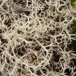 Cladonia wainioi