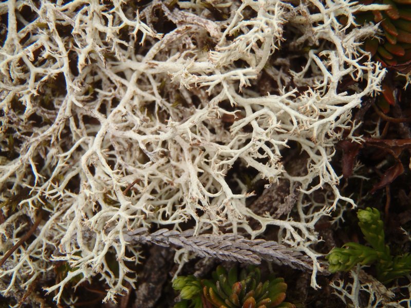 Cladonia wainioi