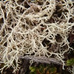 Cladonia wainioi