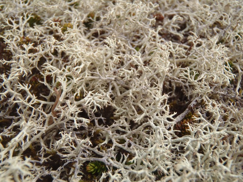 Cladonia wainioi