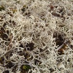 Cladonia wainioi